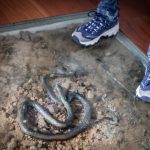 Cinema_Storia – Sabaudia 2-8