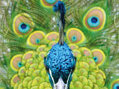 “La mente animale. Un etologo e i suoi animali”, un libro di Enrico Alleva