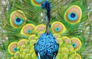 “La mente animale. Un etologo e i suoi animali”, un libro di Enrico Alleva